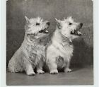 Vtg Dogs Pair of Cairn Terrier Portrait Bnw Photo 1960s Press Photo Pix