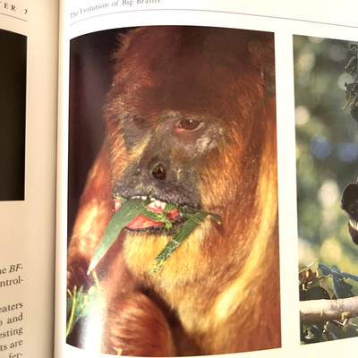 Evolving Brains Scientific American Library Book Hardcover John Morgan Allman