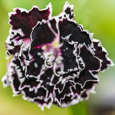 130x Black & White Carnation Seeds – Dianthus chinensis heddewigii