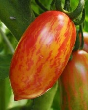 Roman Tomato - Pink Tiger - 10 Seeds - Super Sweet + Striped - ORGANIC GARDEN