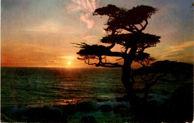 Vintage Kodachrome Postcard: Color Bland, Berkeley, CA