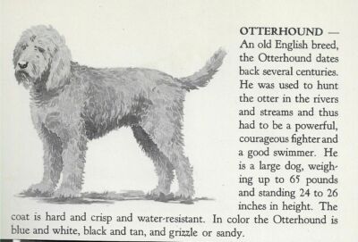 Otterhound - 1940 Vintage Dog Art Print - Matted 