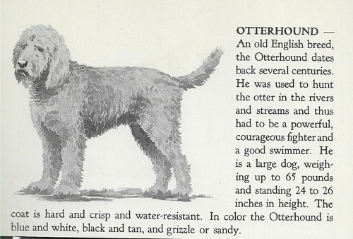 Otterhound - 1940 Vintage Dog Art Print - Matted 