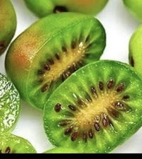 1 Kiwi Prolific vine. LOWEST PRICE ON THE INTERNET! Self pollinating! Delicious