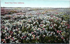 1910s Spring Flowers Sweet Peas Field California Postcard