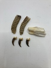 Rattlesnake Rattles Horse Tooth & Claws Lot -...