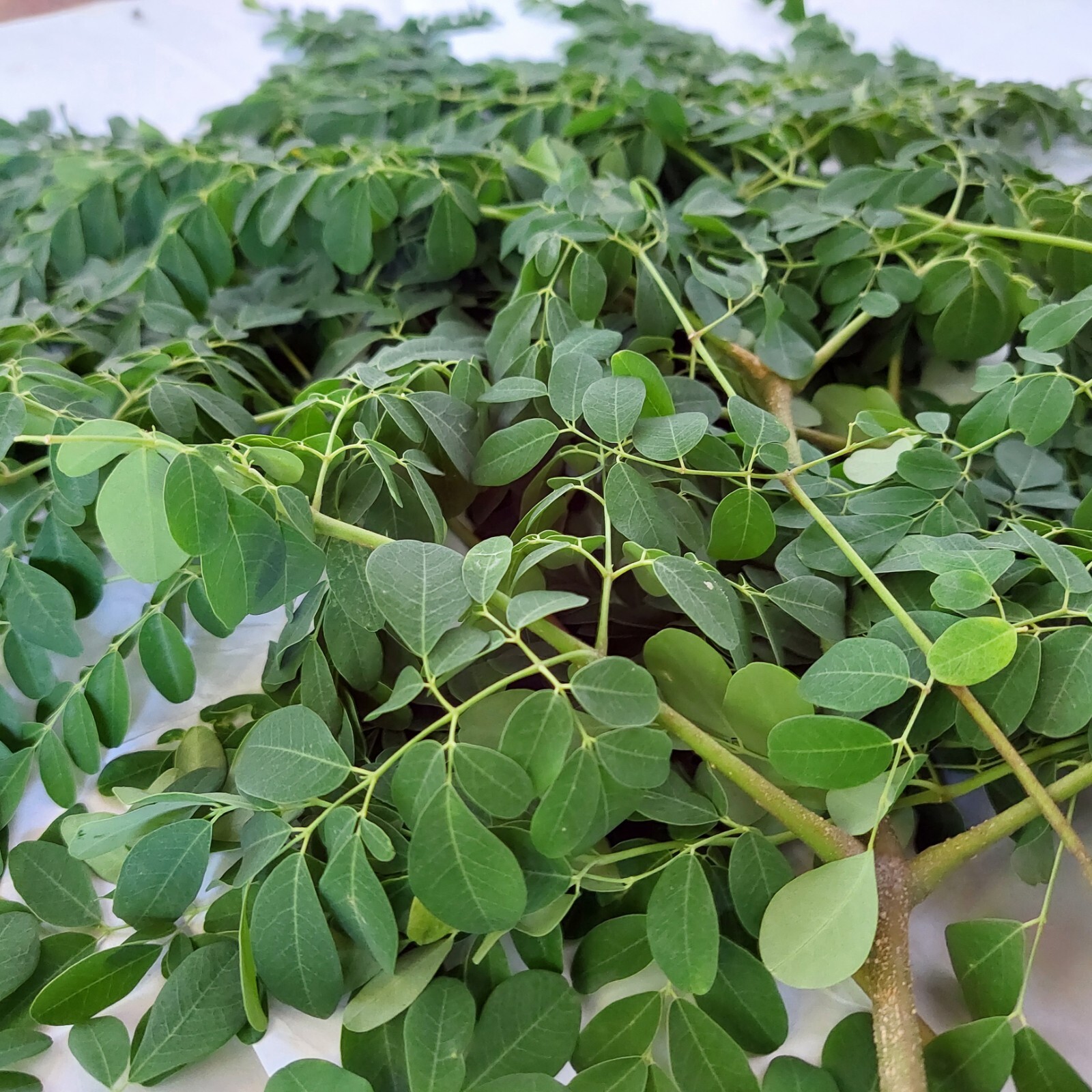 Hojas de Moringa Secas Orgánicas Moringa Oleifera 100% Natural Multi Vitamina Calidad