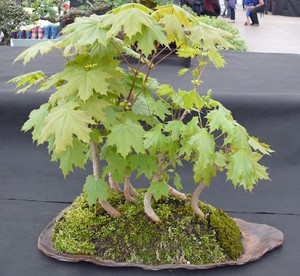 1 X Acer Platanoides Norway Maple Popular Bonsai Trees Outdoor Ebay
