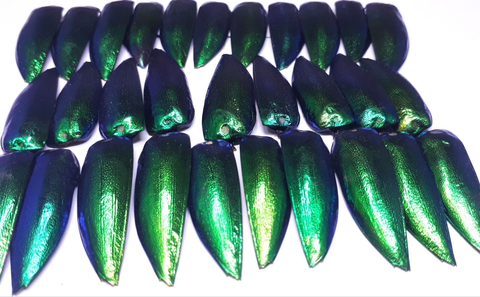 50pcs Metallic Green Blue Natural Real Jewel Beetle Insect Wings Elytra Stern...