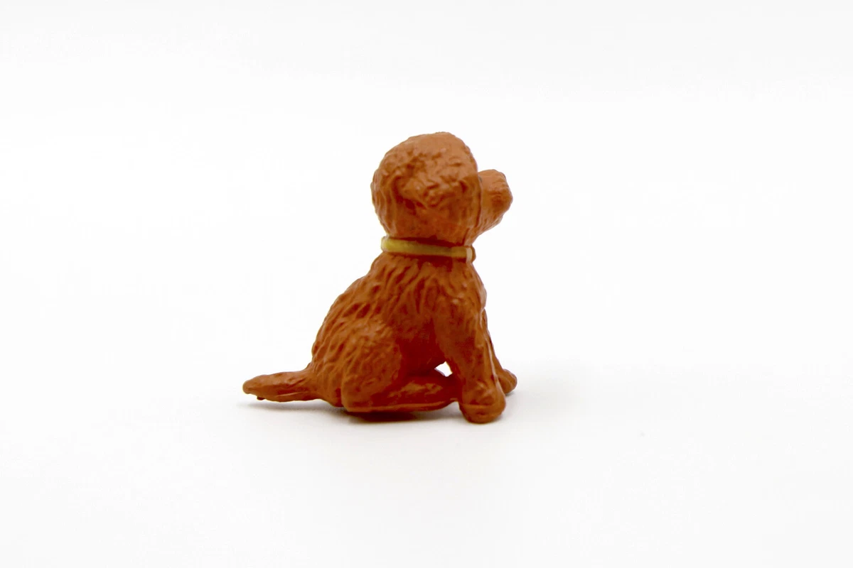 Toy poodle cavoodle cheap