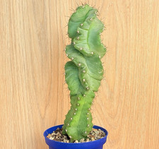 Cereus forbesii f. spiralis ,  pot 10 cm   (Cod. G0099)