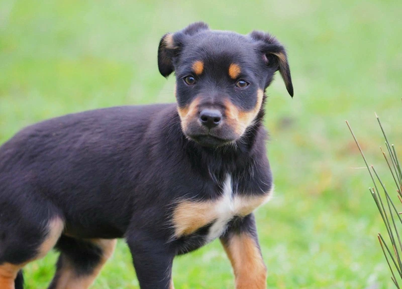 Honeygirl The Bestest Kelpie In The World She Is 12 Years Old And Is A Puppy At Heart Australian Kelpie Puppies Animals