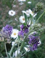 ♫ LUZERNE - Medicago sativa ♫ +Graines+ ♫ Plante Ornementale Campagne Mellifère