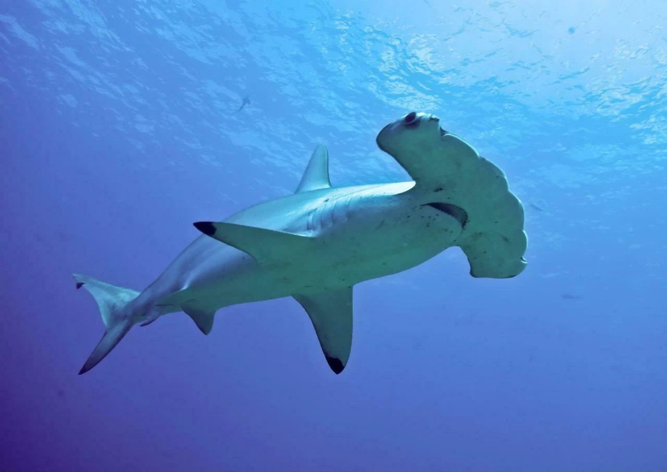 CONVERSATIONPRINTS HAMMERHEAD SHARK GLOSSY POSTER PICTURE PHOTO PRINT flat ocean school 4750
