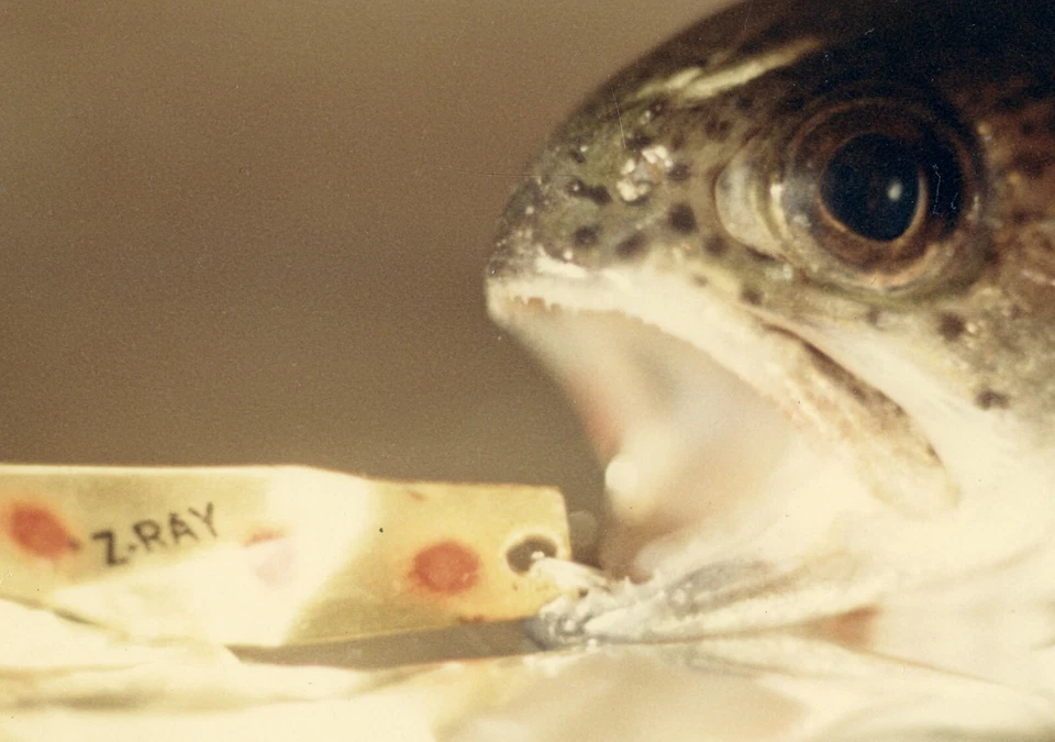 Z-RAY, still life w strange fish, unusual eye,  Vintage fine art Photograph, - Image 2 of 3