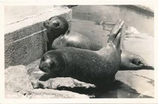 RPPC Butch and Minnie - Pacific Coast Seals - California
