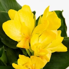 1 - HARVEST YELLOW Giant Canna Lily Flower Bulb Tuber Rhizomes - BRIGHT BLOOMS