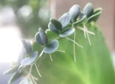 10 Kalanchoe Daigremontiana - Mexican Hat plant - Mother of Thousands Plantlets 