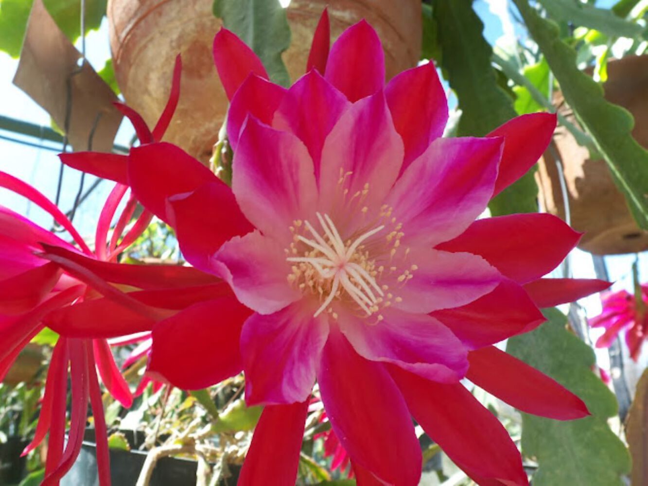 Epiphyllum Hybrid 'Bertha Talbot Loose' Fully-Rooted Starter Pot