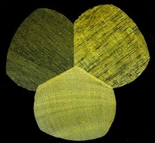  on The Hot Collector