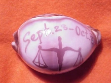 COWRIE COWRY SHELL~CARVED~LIBRA