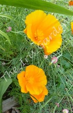 California Poppy Easy to Grow Golden Cups Hardy Annual seeds