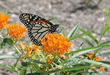 Butterfly Weed - Asclepias Tuberosa Perennial Bare Root Live Garden Plant