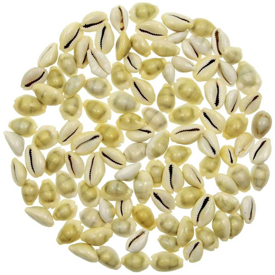 NATUROSPHÈRE Coquillages cypraea monetaria moneta - 1.5 à 2 cm - 100 grammes