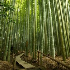 Bamboo (Bambusa vulgaris) – Live Clumping Bamboo Plant – Fast Growing Privacy
