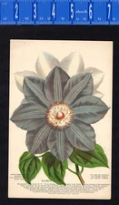 WEIGELA, Variegated Leaved, Mensing & Stecher- 1888  Chromolithograph CLEARANCE