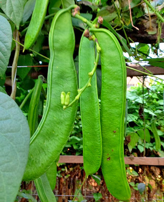 50+ Sword Jack Bean Seedss (Canavalia gladiata) For Planting