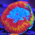 CORALS OF EDEN ~ NON WYSIWYG Live Coral ~ Ring of Fire Rainbow Lobo Coral Frag — photo 6