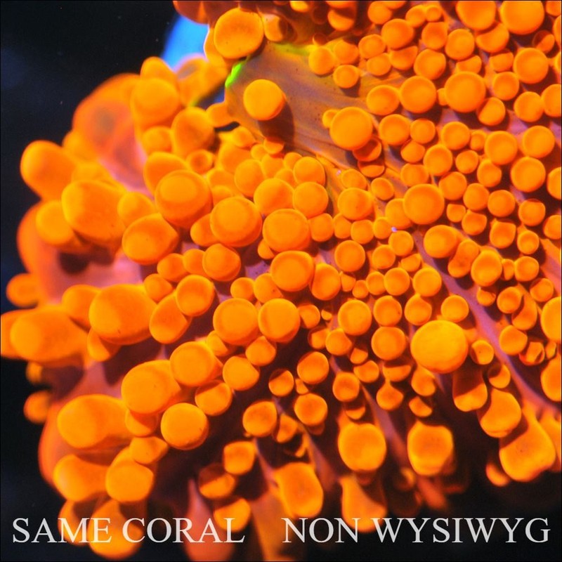 COE~ NON WYSIWYG Live Coral ~ WWC Blazin Sadles Bounce Yuma Mushroom - .5''