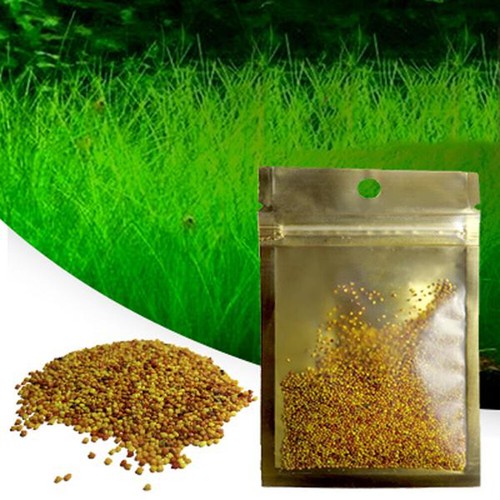 Aquarium Plant Seeds Fish Tank Aquatic Water Grass Foreground Easy Plants Decor~ - Picture 2 of 17
