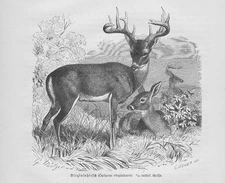White-Tailed Virginiahirsch Odocoileus Virginianus Wood Engraving By 1891 Deer