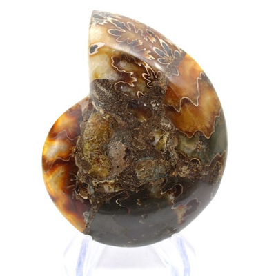#ad Ammonite de Madagascar à face polie et brute 100gr 75mm Madagascar EUR 20.90