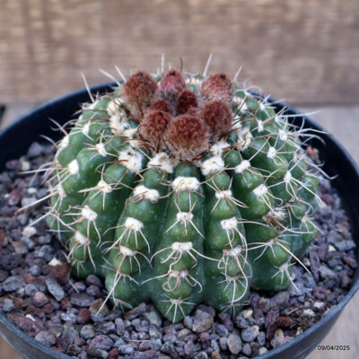 A6004 NOTOCACTUS UEBELMANNIANUS pot14-H7-W10 cm MaMa Cactus