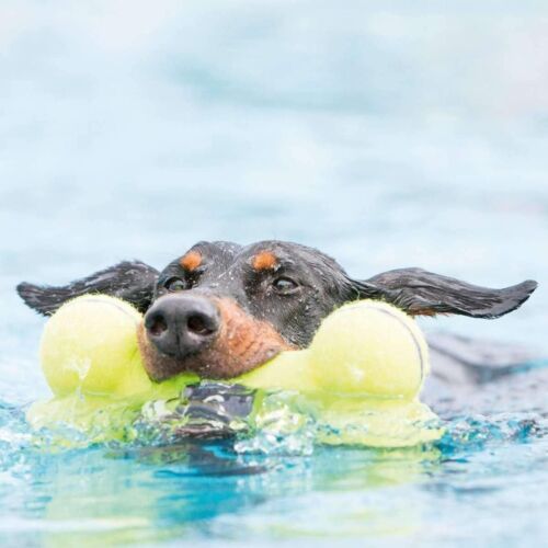 KONG AirDog Bone Squeaky Toy for Dogs with Tennis Ball Material Yellow Small - Picture 6 of 6