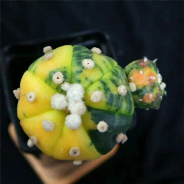 Astrophytum Asterias Variegated Seeds x 10 - Rarely Offered - UK Seller - Image 2 of 2