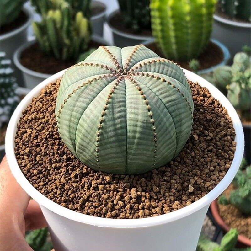 3PCS 2.5-3cm Euphorbia obesa Succulent cactus Plants Beautiful