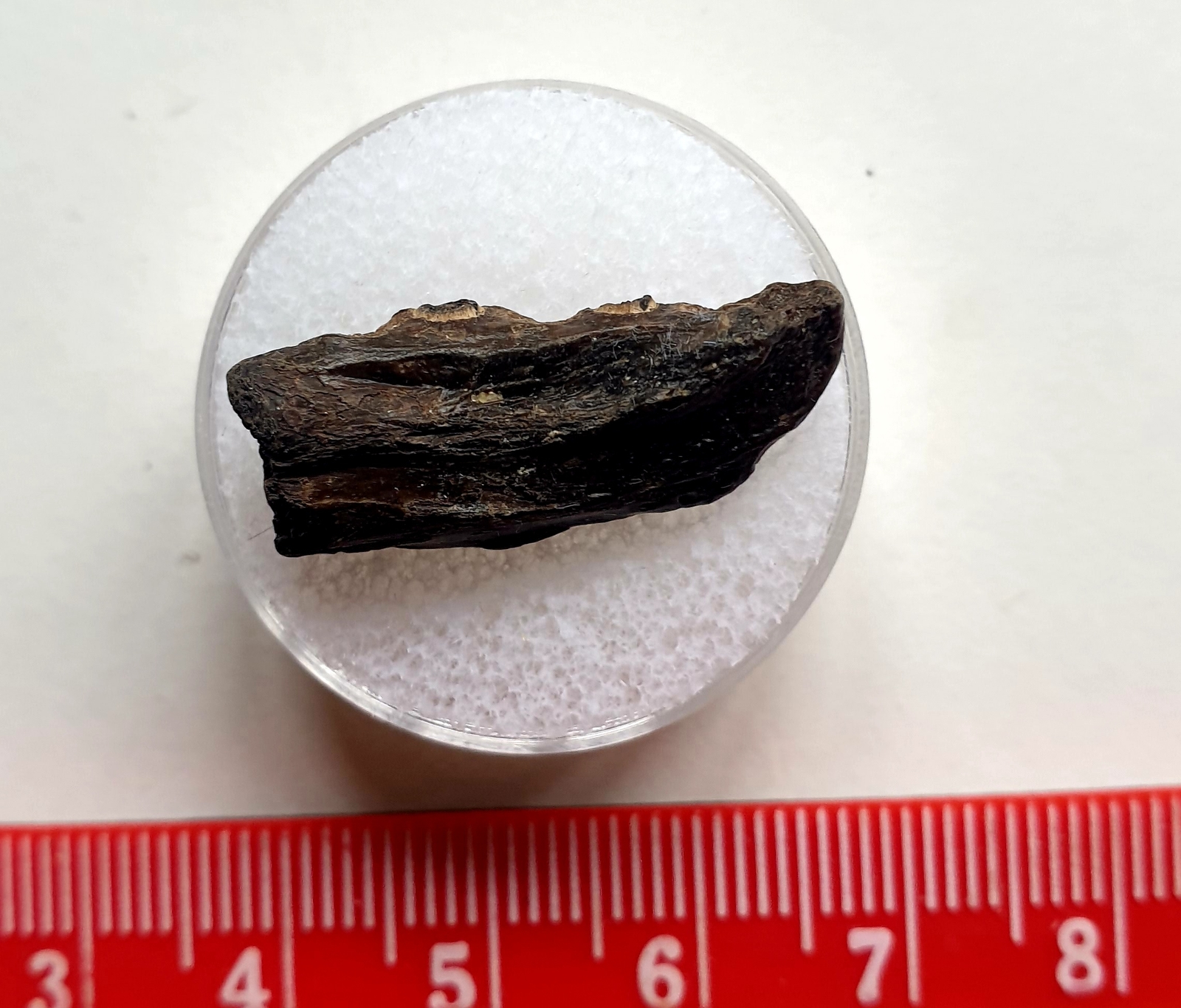 Fossil Fish Jaw  - Oligocene - Fort Victoria. Isle of Wight  - 2.5cm