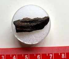 Mascella Di Pesce Fossile - Oligocene - Fort Victoria. Isola Di Wight - 2,5cm