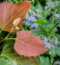 Hochstamm Henrys Linde 100-125cm - Tilia henryana