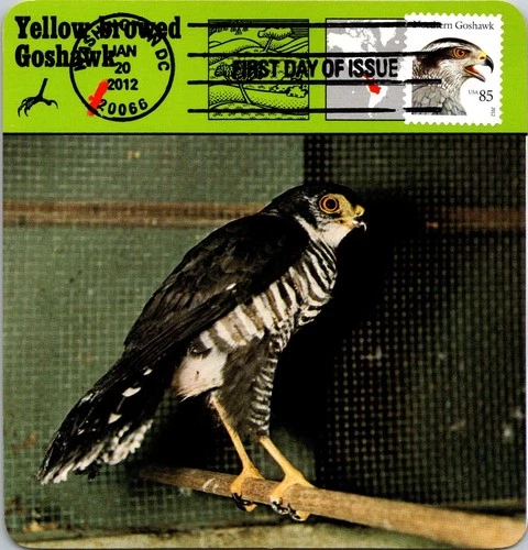 Dr Jim Stamps Maximum Card Modern Goshawk Bird 85C Fdc