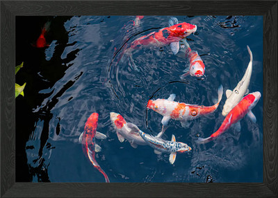 Koi Fish Animal Framed Wall Art Poster Canvas Print Picture