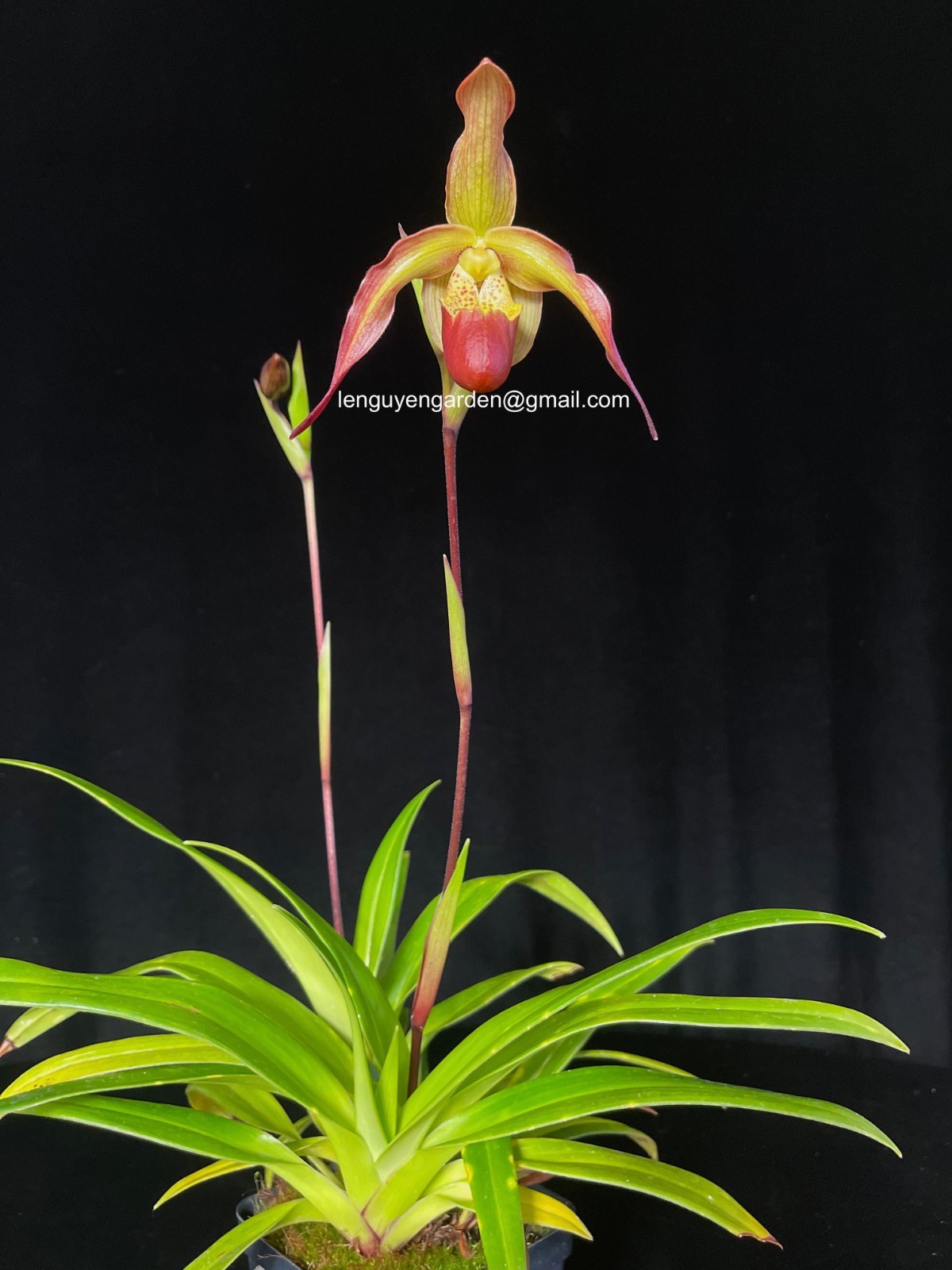 Phrag. Inca Embers 'Ken Wilson' (Andean Fire x longifolium)