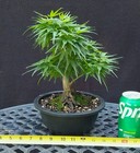 Gorgeous Mikawa Yatsubusa Japanese Maple Bonsai- SWEET Shohin Tree ! — photo 1