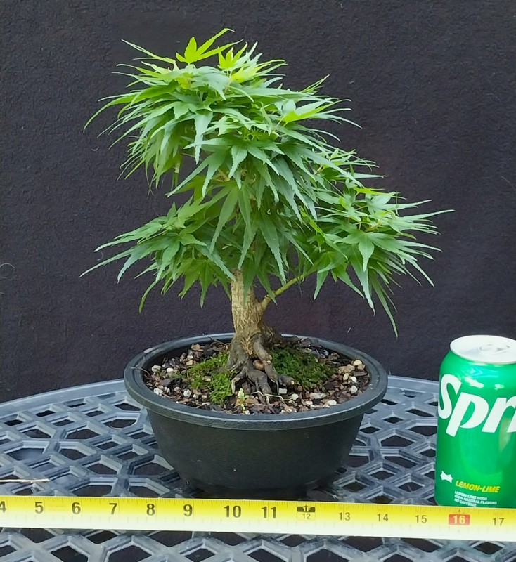 Gorgeous Mikawa Yatsubusa Japanese Maple Bonsai- SWEET Shohin Tree !