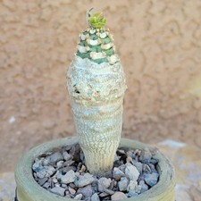 Euphorbia ankarensis - Rare Succulent - Exact Specimen - Last one!