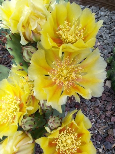 1x Bewurzelter Feigenkaktus groß (Opuntia volgaris Geb/Rosa) Winterhart -28 C: - Bild 4 von 5